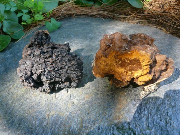 Chaga