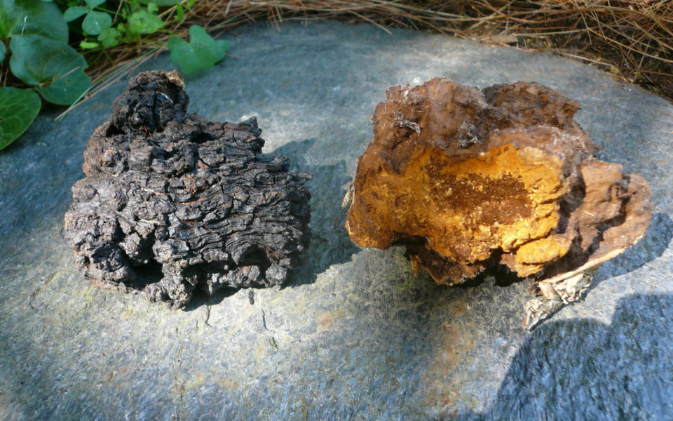 Chaga